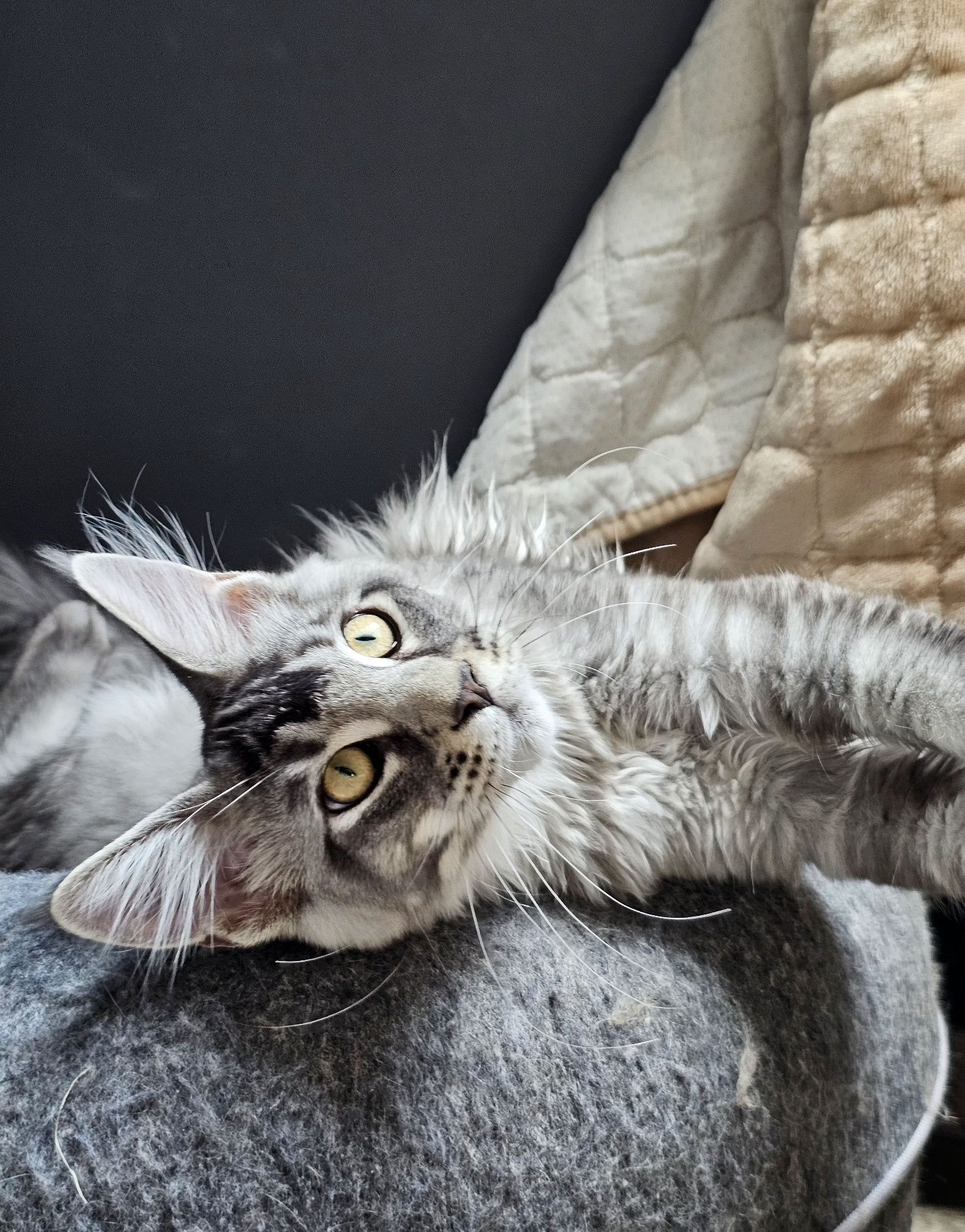 Kocurek rasy Maine Coon - rodowód FPL