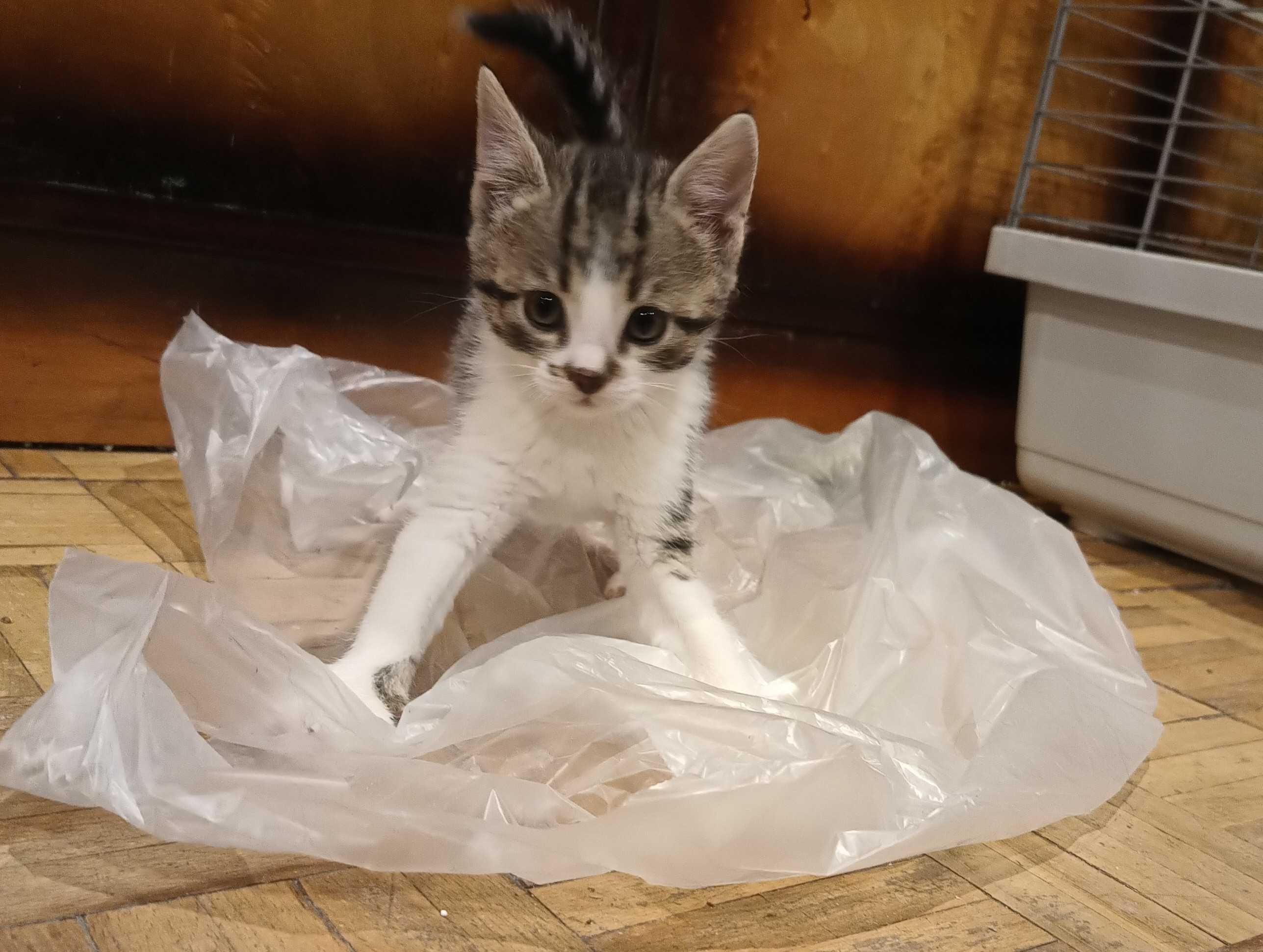 MałaMi do adopcji