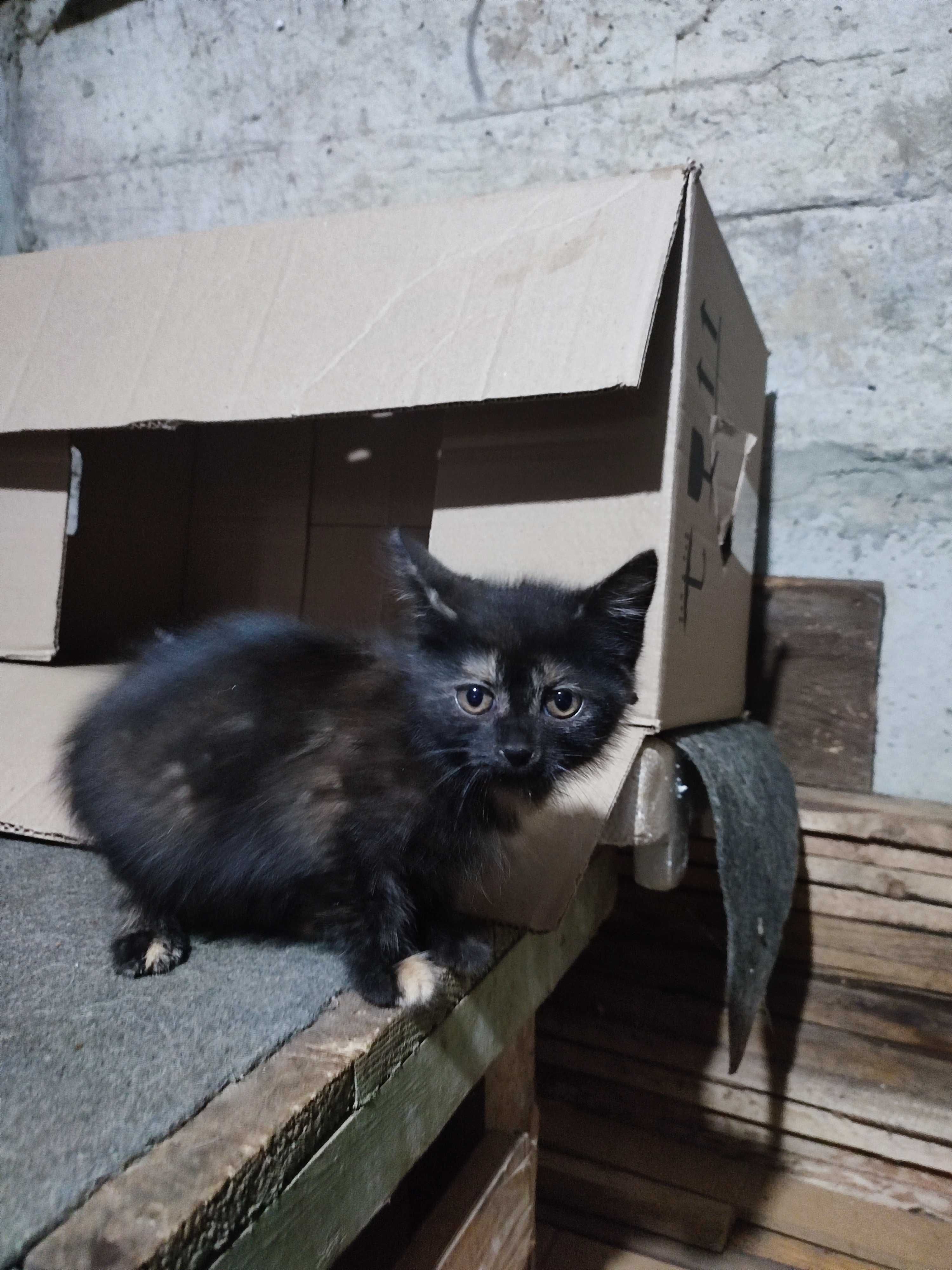 Котики шукають собі хазяїна             
Безплатно
 Моршин