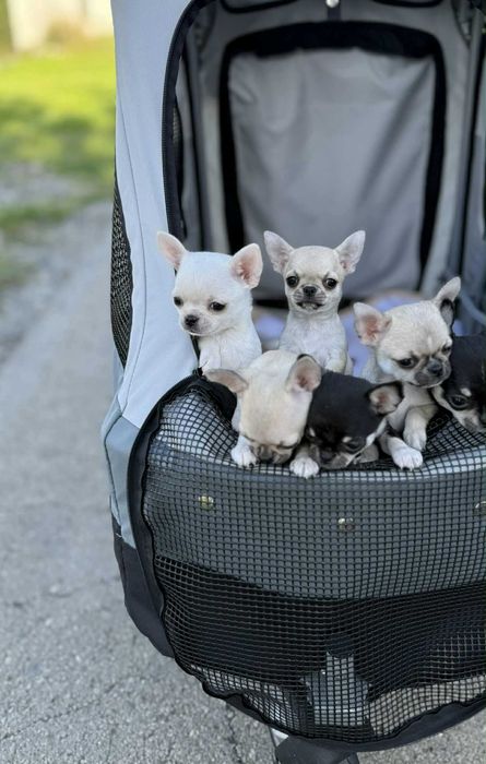 Maleńka prześliczna sunia chihuahua krótkowłosa ZKwP FCI
