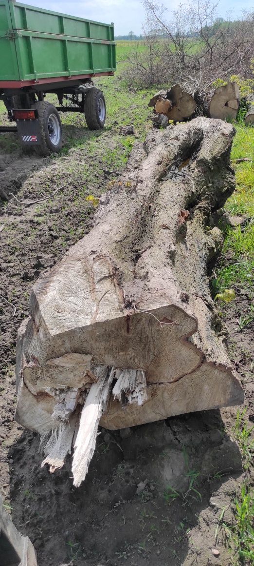 Lipa Drzewo Lipowe Kłoda Klocki Pień Drewno na Rzeźbę Meble Opał.