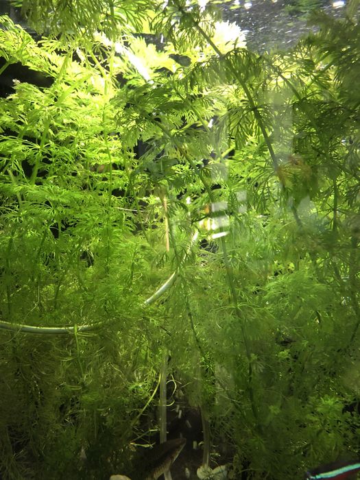 Łatwa roslina akwariowa Limnophila Sessilliflora