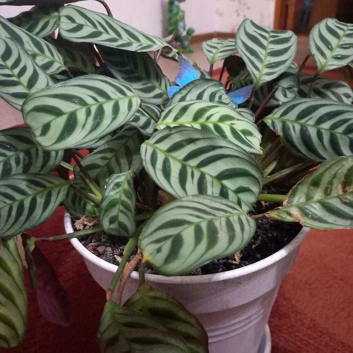 Ктенанта        рослина