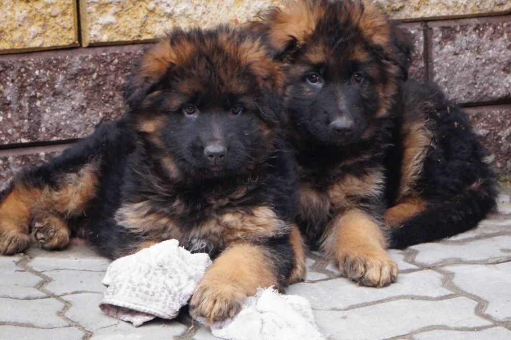 owczarek niemiecki długowłosy z rodowodem.