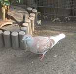 Golebie standardy