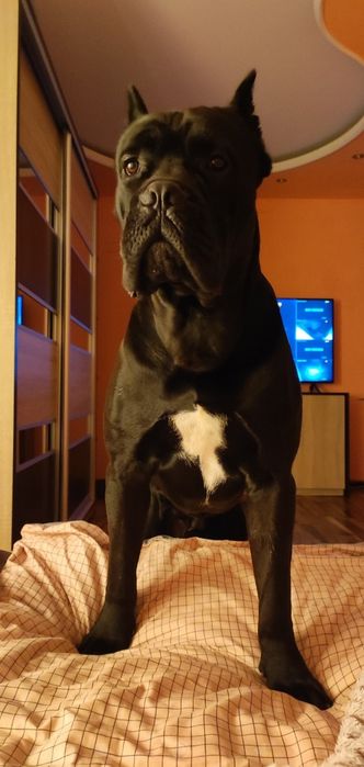 В'язка Кане-корсо