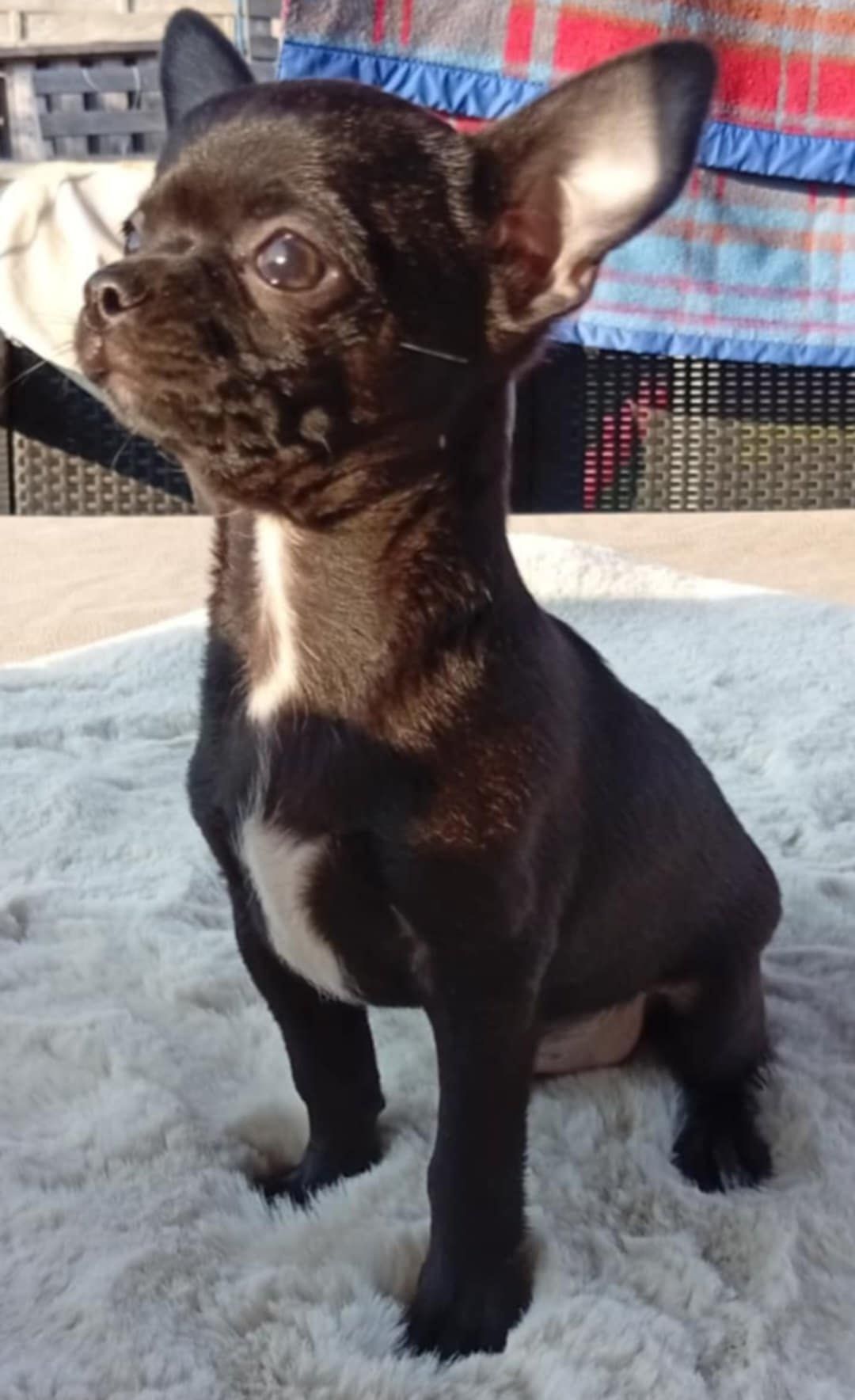 Piesek Chihuahua
