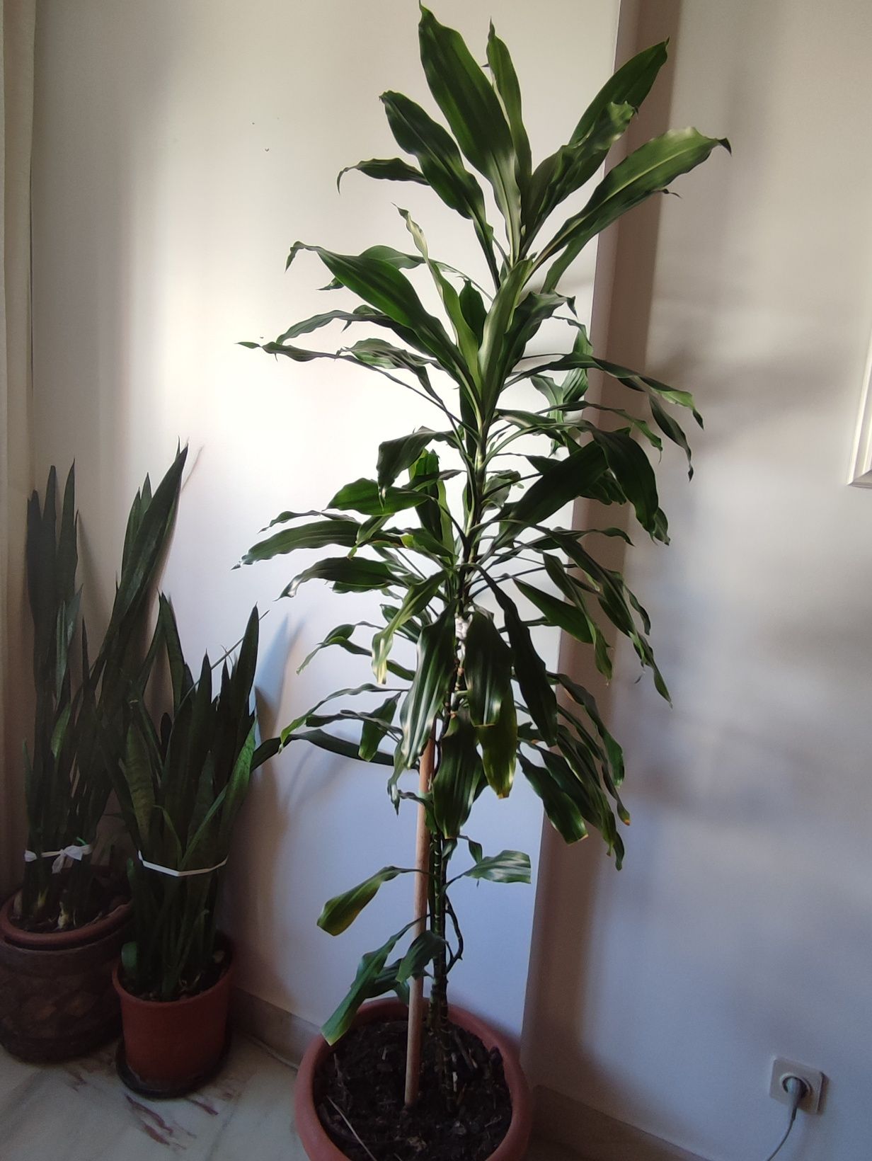 Planta Dracaena alta