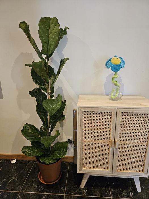 Ficus Lyrata (Figueira-Lira) com 1.6m de altura