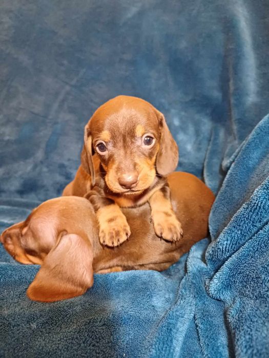 Jamnik czekoladowy krótkowłosy miniatura suczka