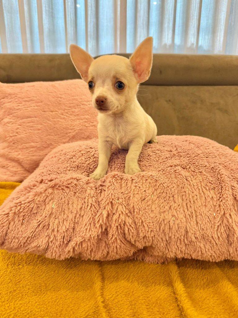 Chihuahua menino