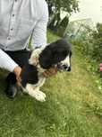 Piękna  Suczka Cocker Spaniel