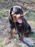 Bella - młodziutka sunia mix rottweiler, tylko brać i kochać