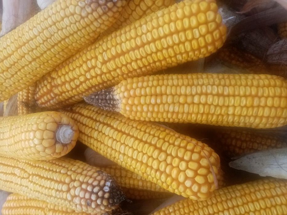 Продам  ячмінь ярий