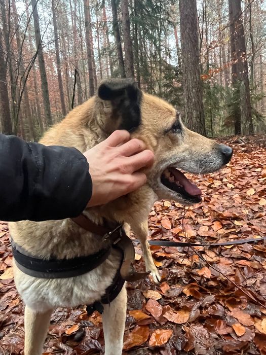 RUDOLF - piękny i spokojny pies