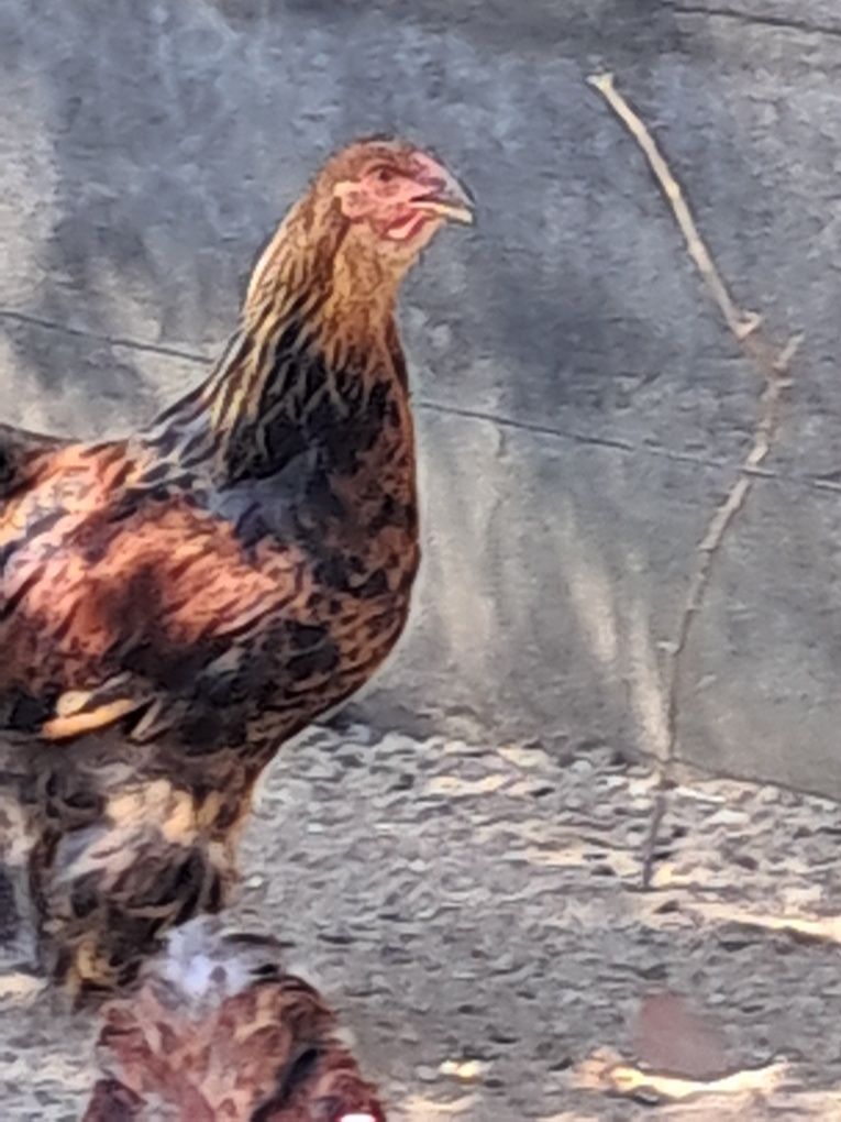 Vendo galos brahama