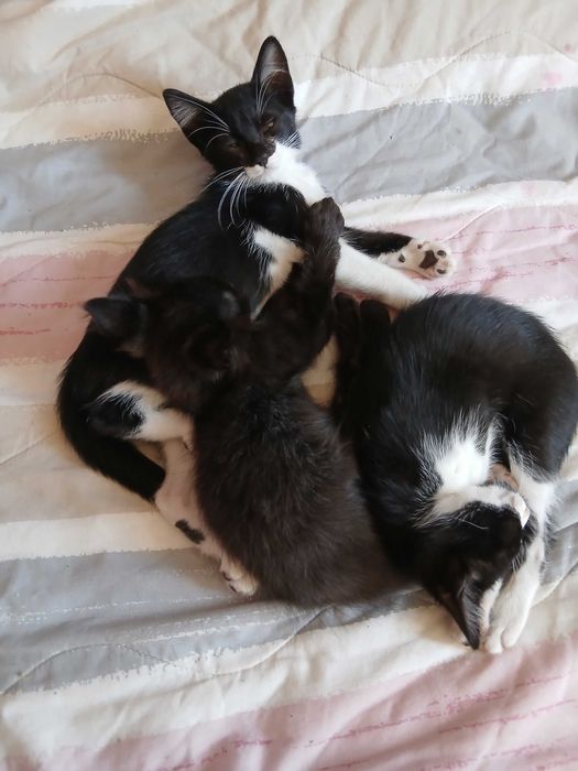 Gatinhos para adoção