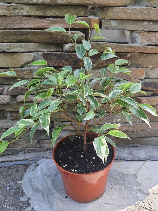 Цикас филодендроны фикусы Кинки Белиз Мокламе