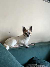 Chihuahua samiec