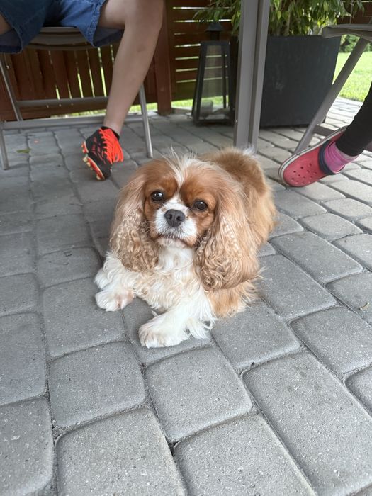 Cavalier charles spaniel king zapowiedz miotu
