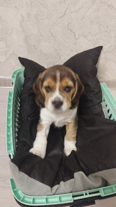 Цуценята породи бігль