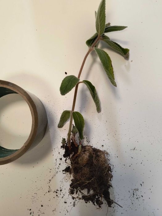 Sinningia tubiflora z bulwką