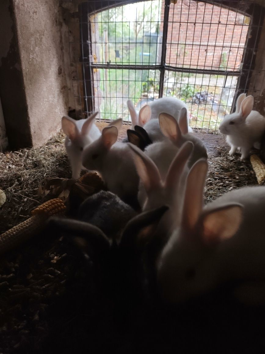 Młode króliki  termondzkie i mieszance
