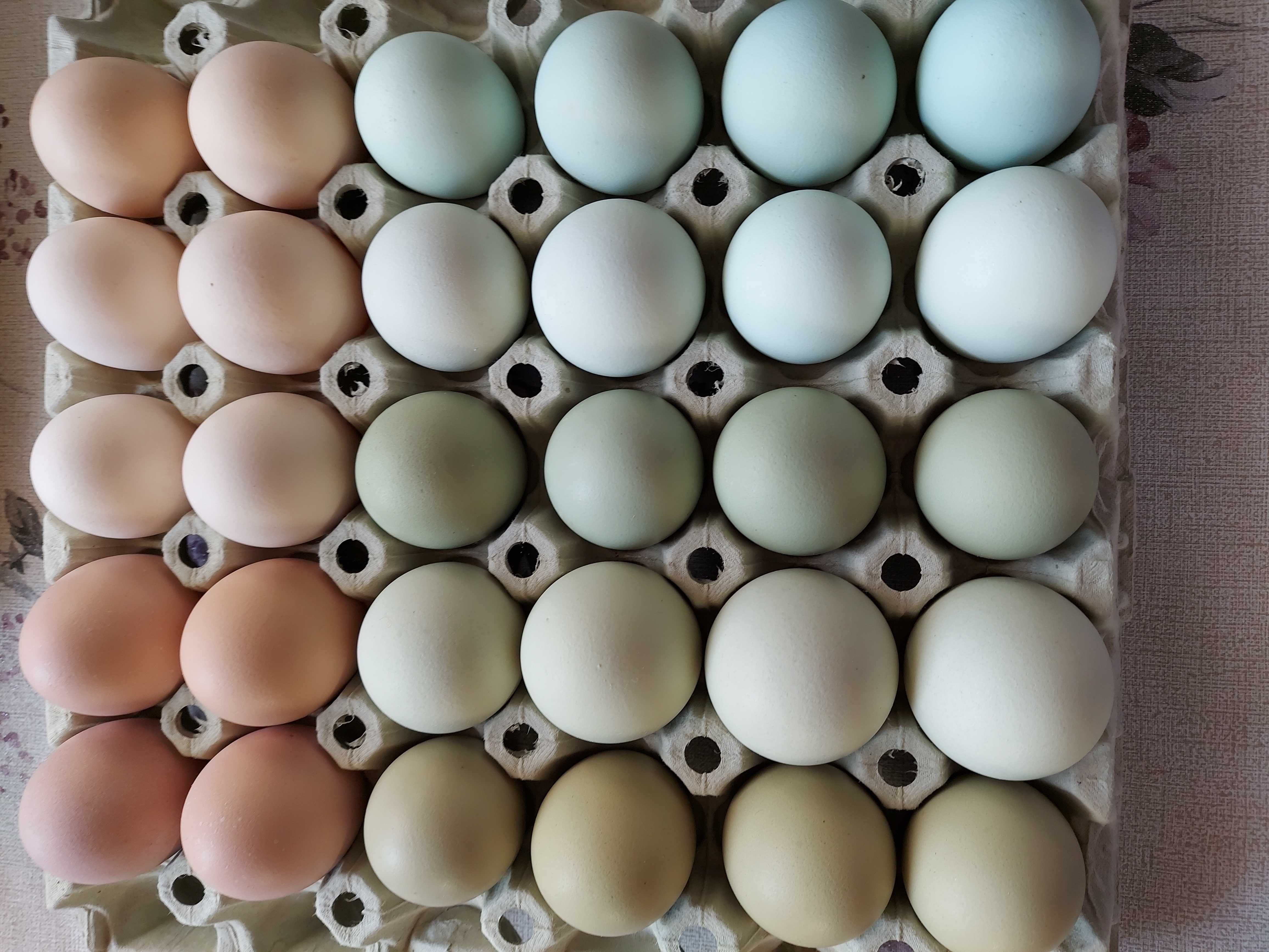Jaja lęgowe mix :Aurocany, Rosa, Dominant blue , Zielononóżki i inne