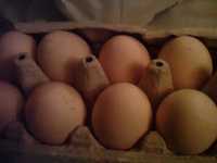 sprzedam jaja jajka wiejskie smaczne - obecnie 100 szt.