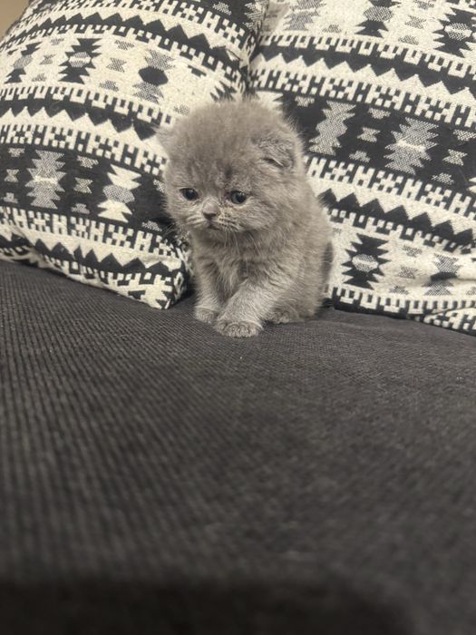 Підростають гарні кошенята