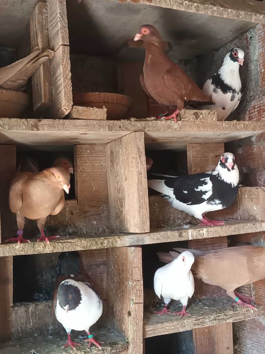 Vendo marinhotas .novas .