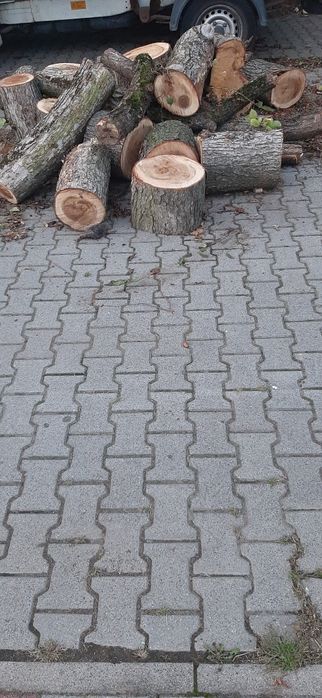 Dąb na opał klocek