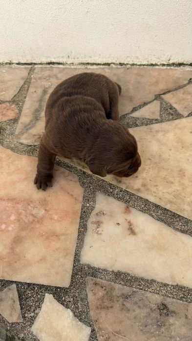 Labrador castanho macho com Lop