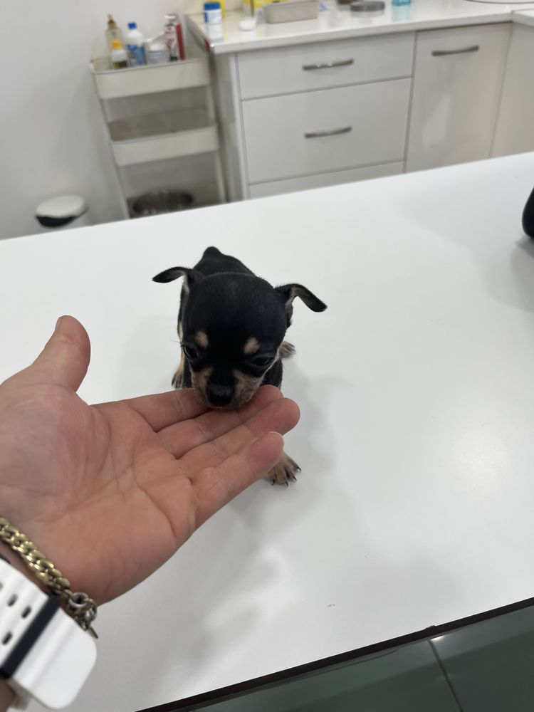 macho da raça Chihuahua,