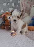 Suczka Yorkshire Terrier White Ocean Pearl