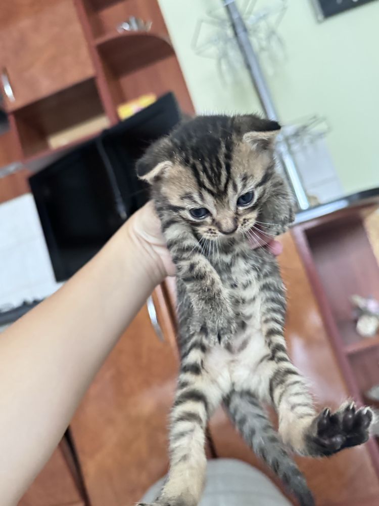 Гарні котики весловушки