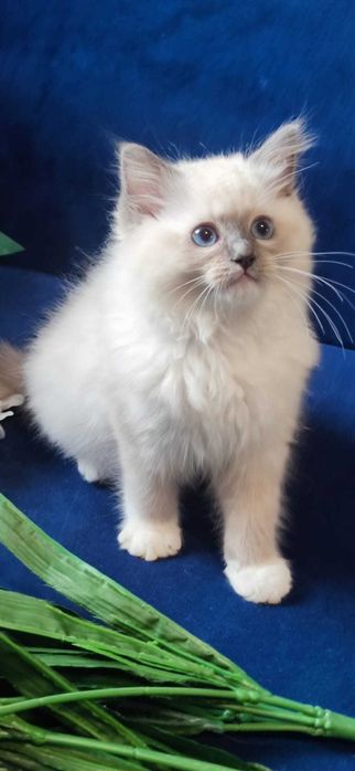 Ragdoll Kot Legalna hodowla opcja hodowlana i na kolanka Rodowód FIFE