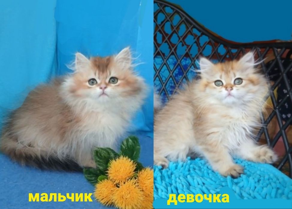 Золотая шиншилла длинношерстные британские
