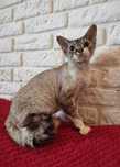 Fibi Kotka Devon Rex