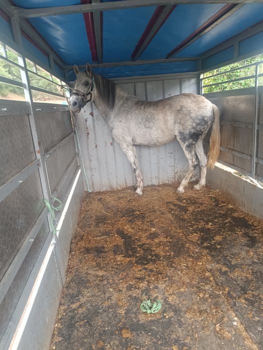 Para venda égua com 7 anos