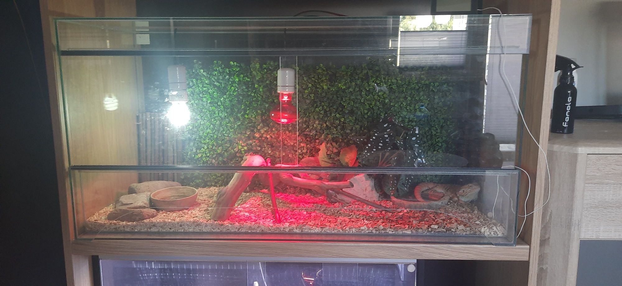 Agama brodata+ terrarium