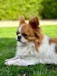 Chihuahua *REPRODUKTOR* 1,700kg* mini * PO CHAMPIONACH