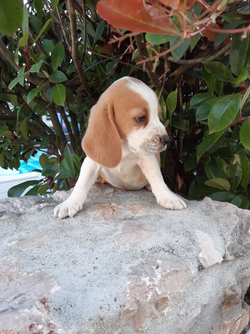 Beagle Bicolor Macho