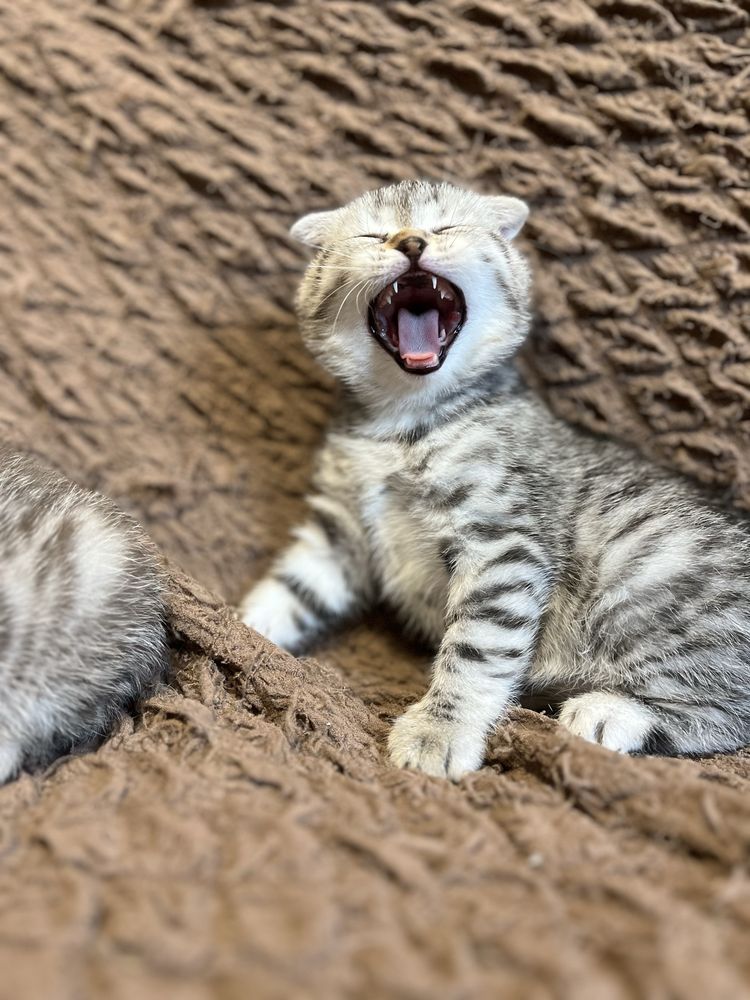 Шотландські кошенята