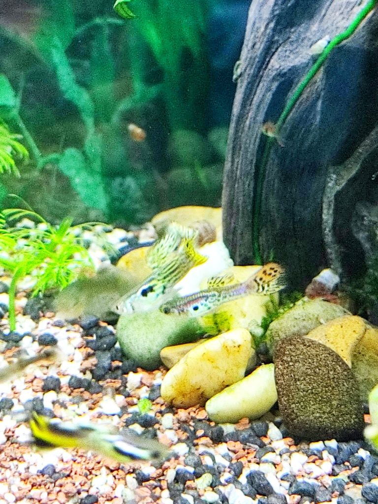 Guppy's  Sortidos