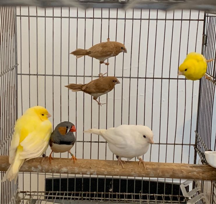 Lote de aves a venda