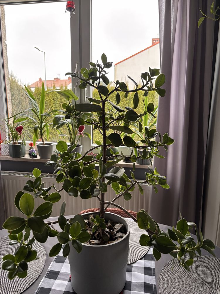 Clusia rosea kwiat doniczkowy 1