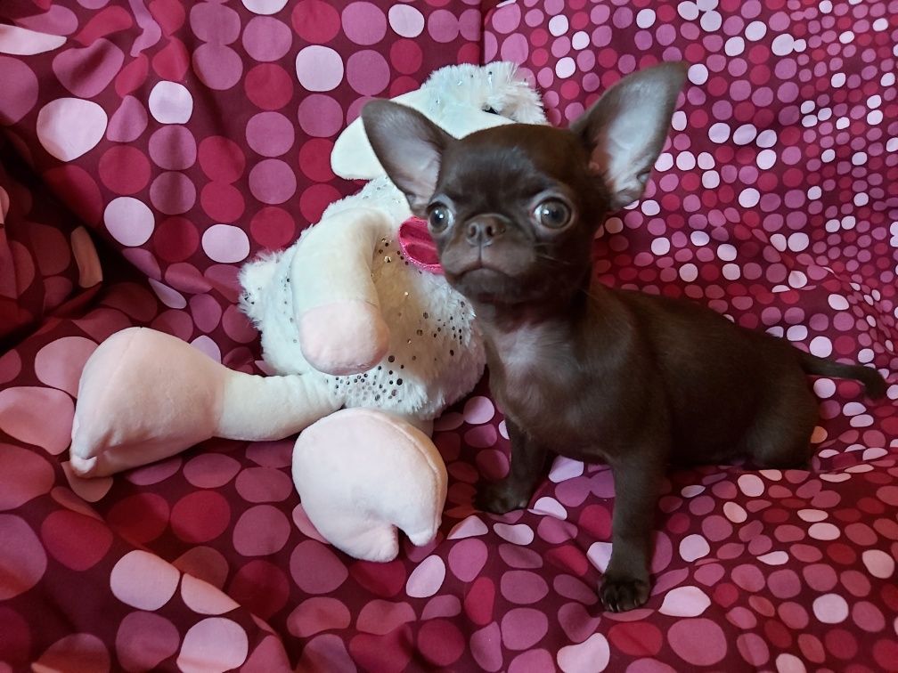 Dla konesera rasy Chihuahua CUDNA wyjątkowa czekoladowa suczka***FURIA