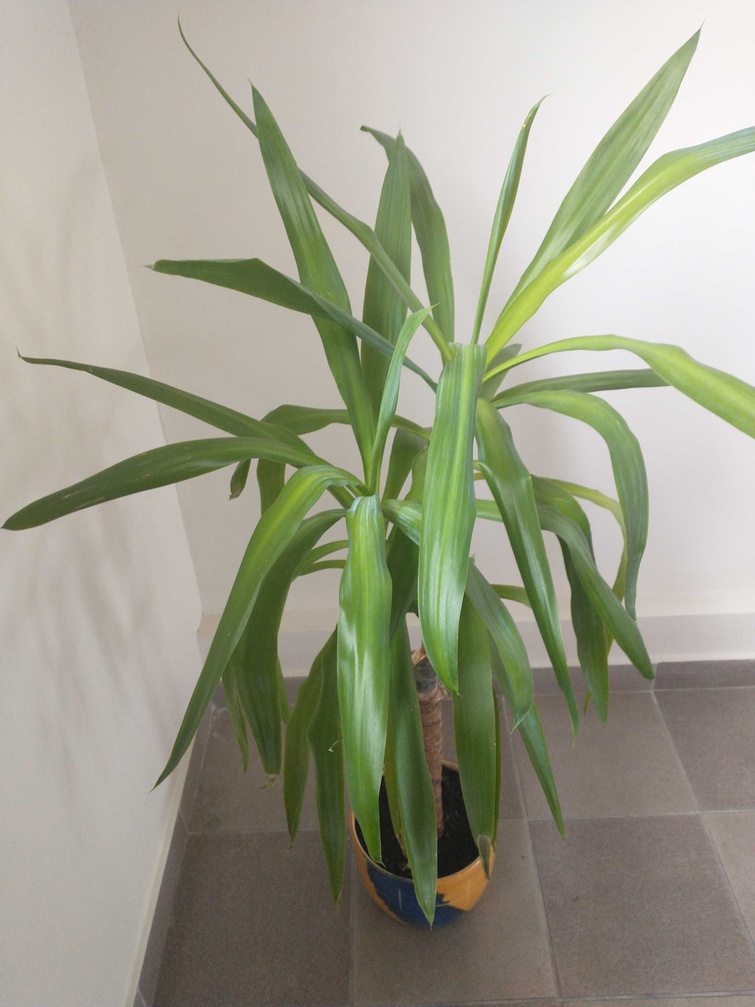 Kwiat juka z doniczką 120 cm wysoki