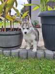 Siberian husky chłopczyk różnooki FCI ZKwP